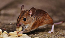 24 Hour & Emergency Exterminators in Castlewood, VA